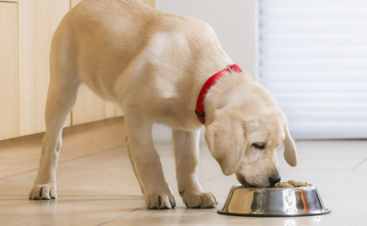 kölyök labrador eledelt eszik fém kutyatálból