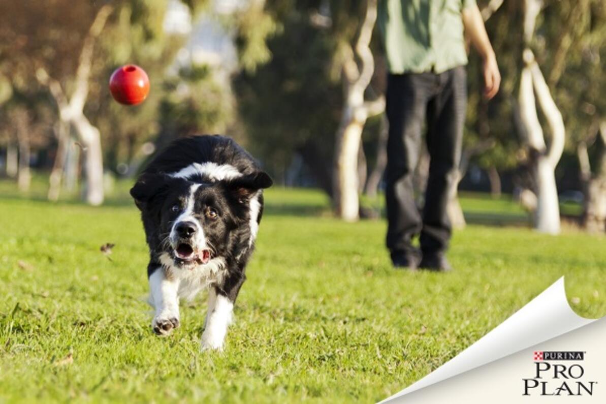 border collie labdával játszik
