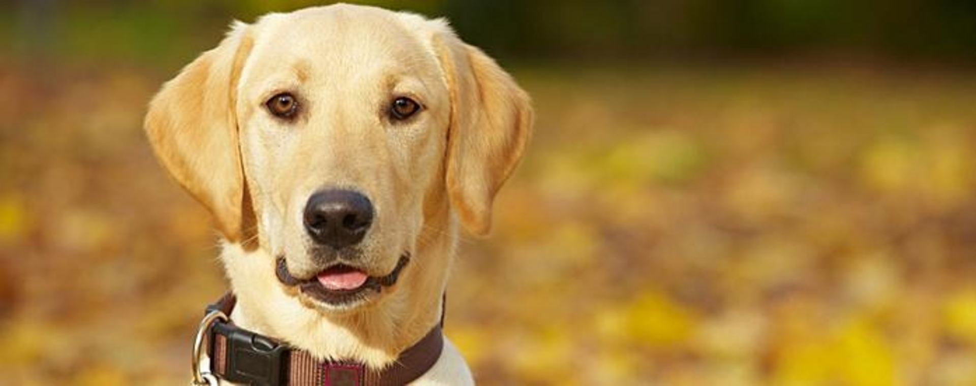 labrador ősszel figyelmesen néz