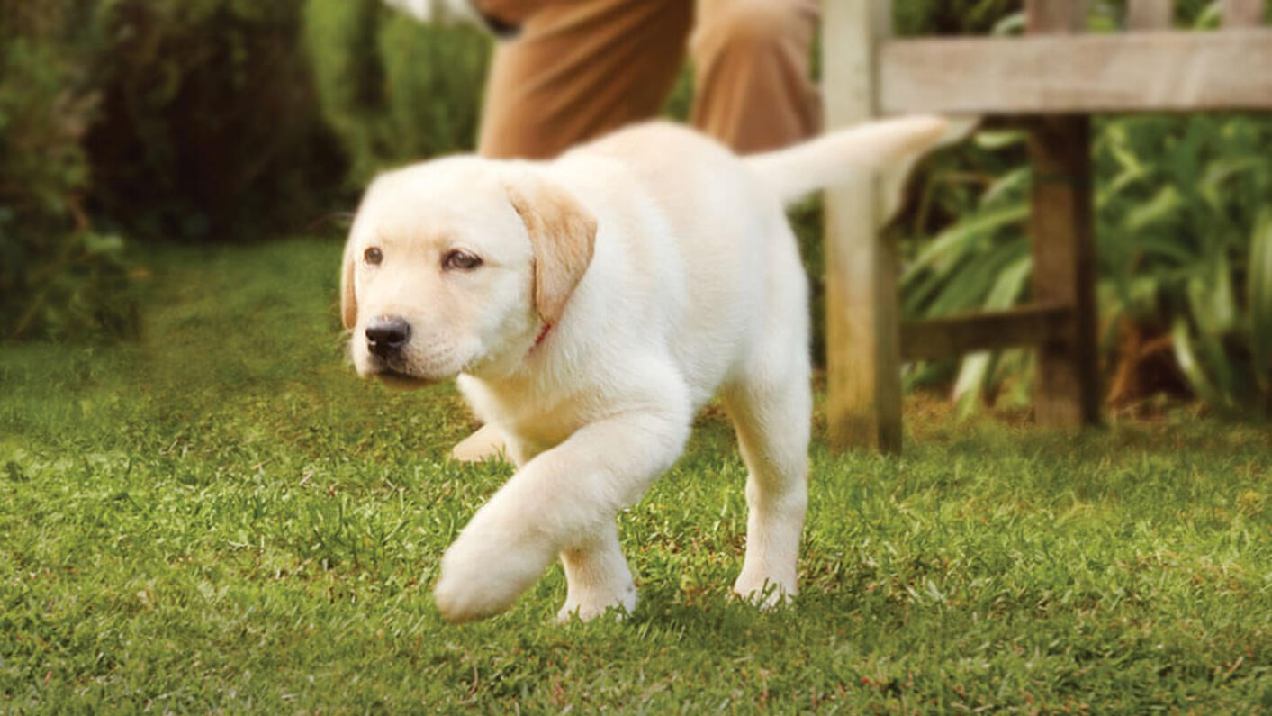 barátságos retriever kölyök a kertben
