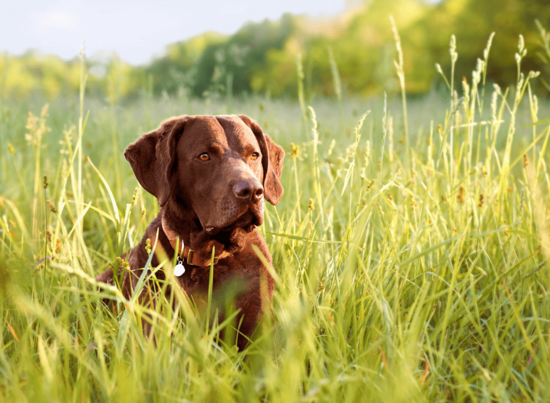 egészséges csillogó szőrű labrador a mezőn