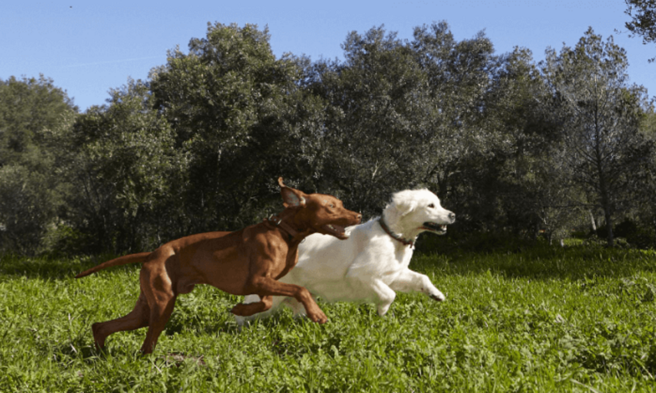 vizsla és golden retriever együtt futnak