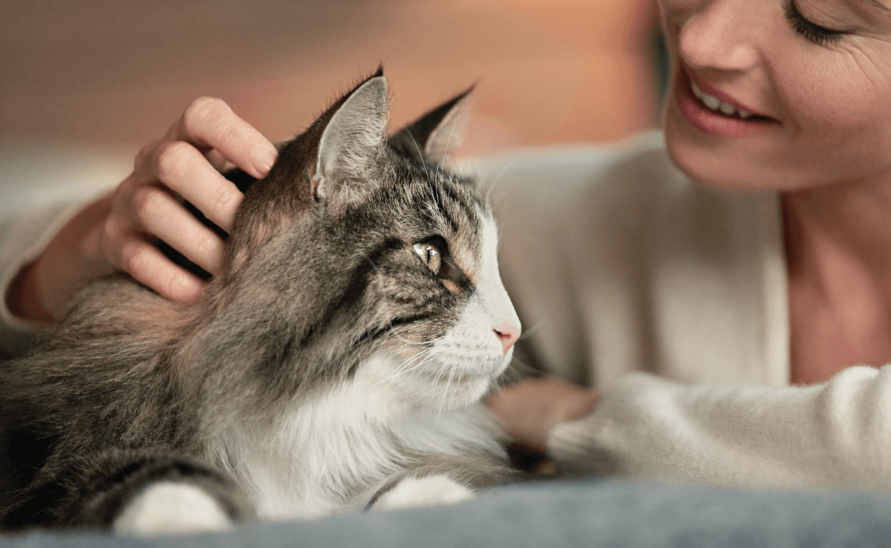 maine coon cicát gazdája simogatja
