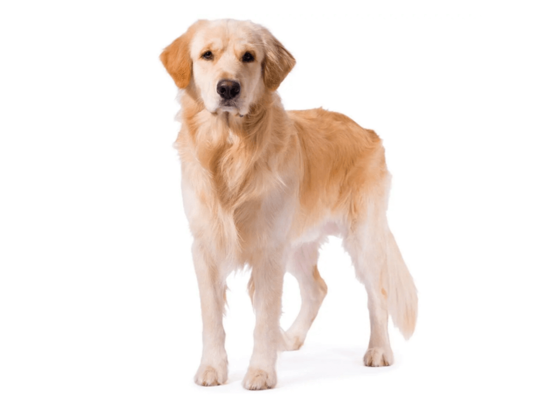 golden retriever fehér háttérrel