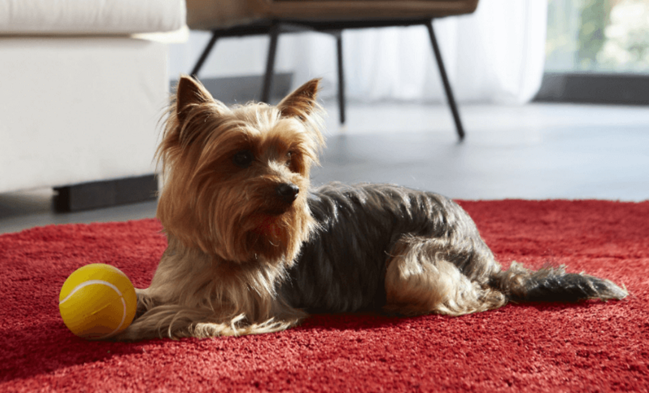 yorkshire terrier piros szőnyegen fekszik labdájával
