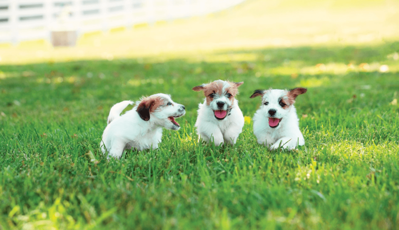 jack russel kölykök egymás mellett futnak