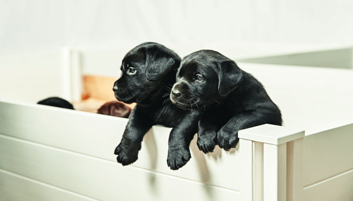 pár hetes fekete labrador kölykök nézelődnek