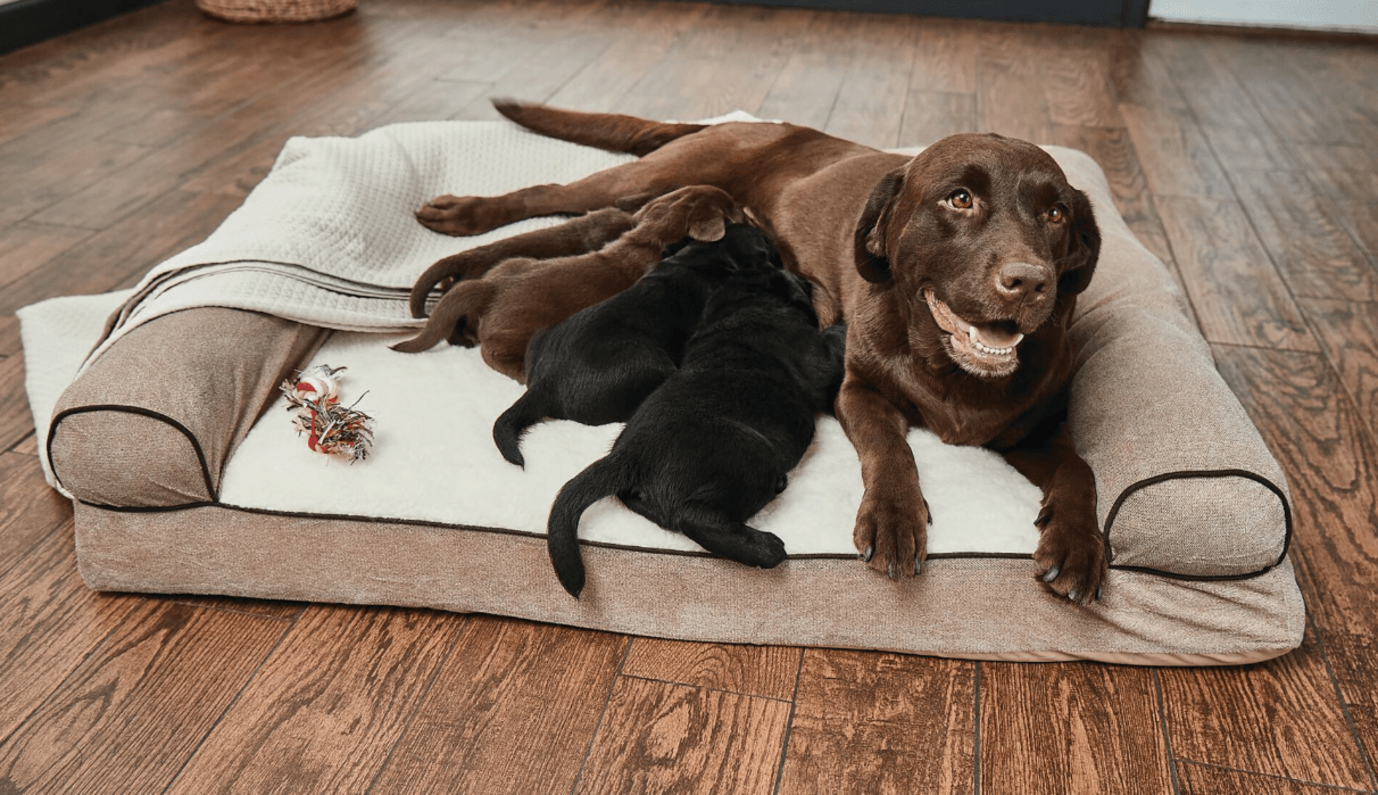 labrador szuka és kölykei puha fekhelyen