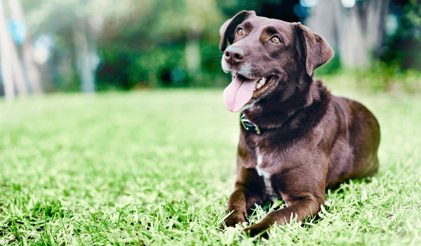 idős labrador figyelmesen fekszik felfele néz