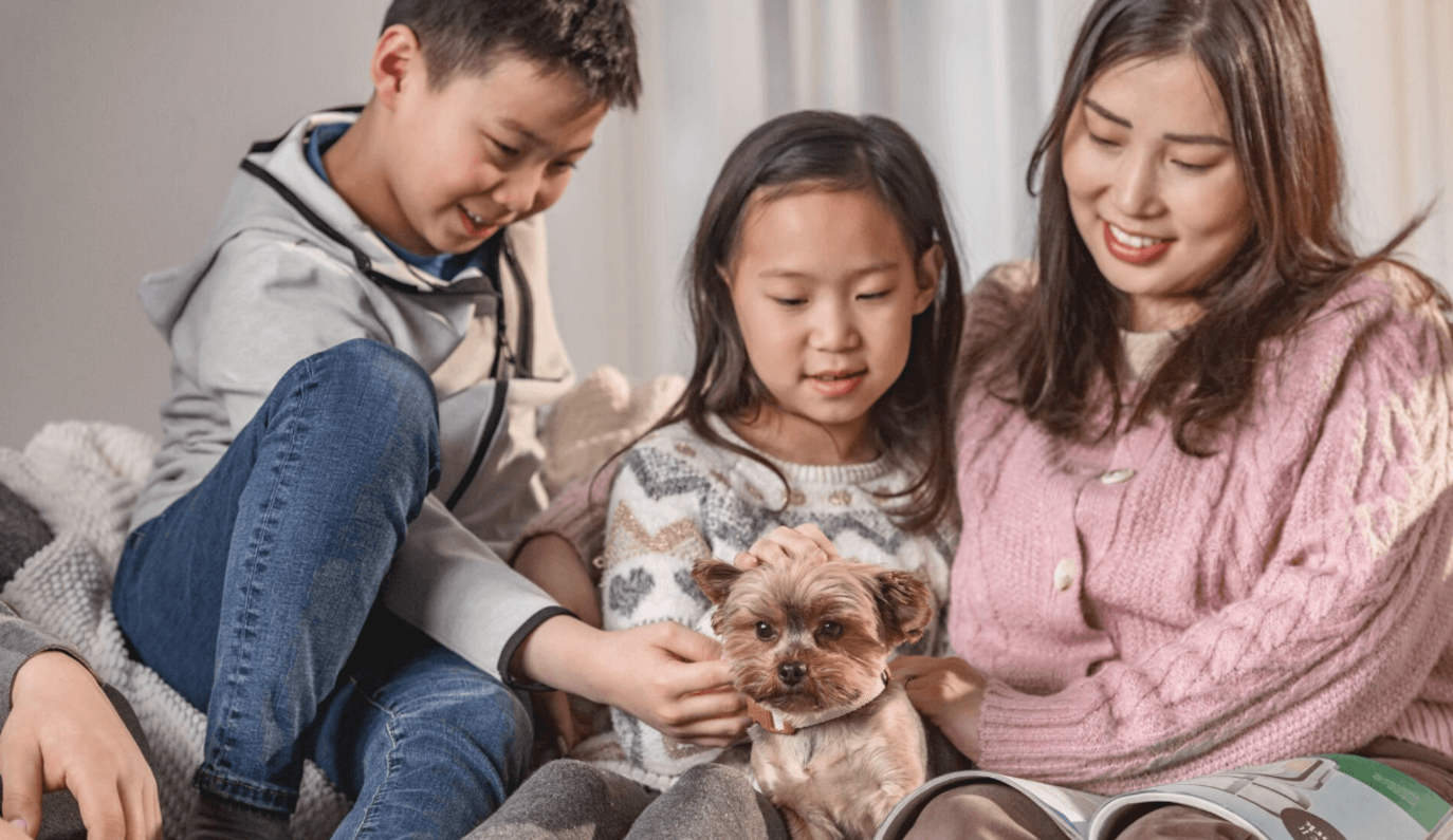 yorkshire terrier kölyök a családban