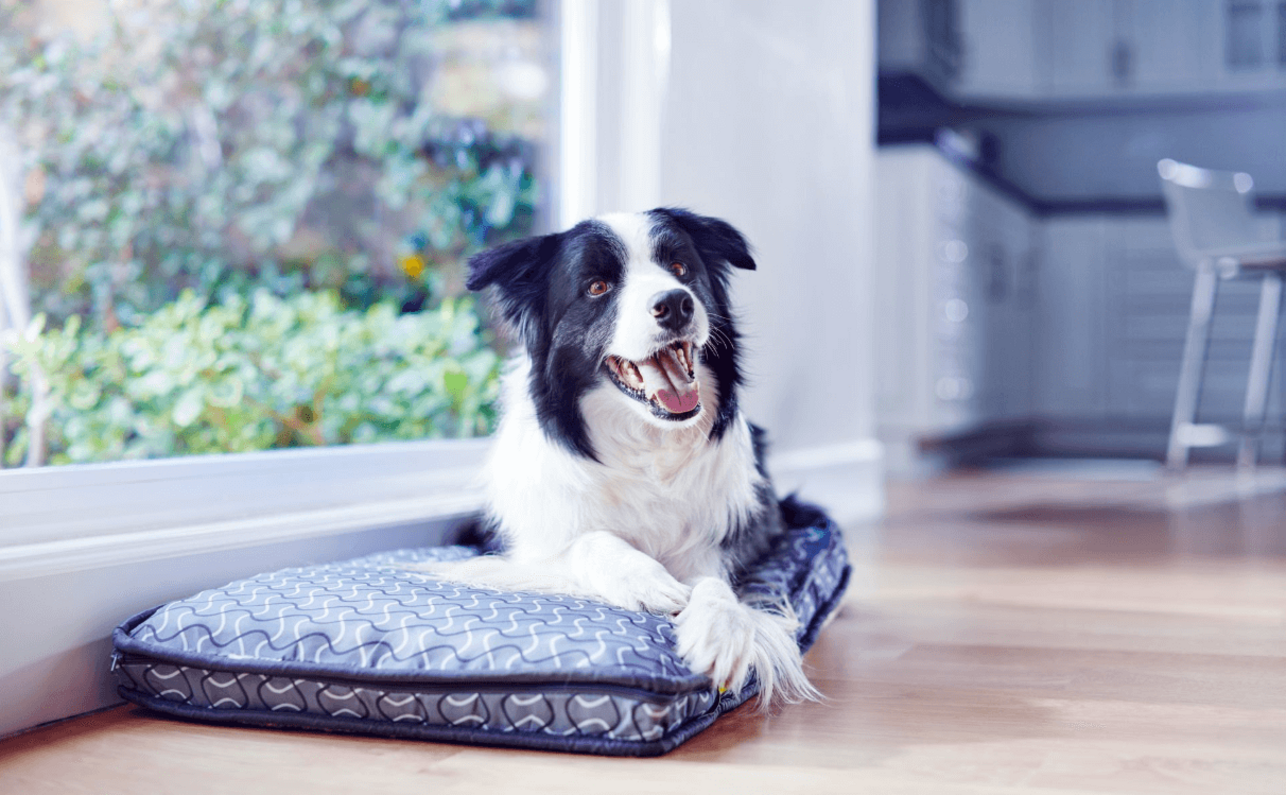 border collie fekhelyén pihen figyelmesen néz