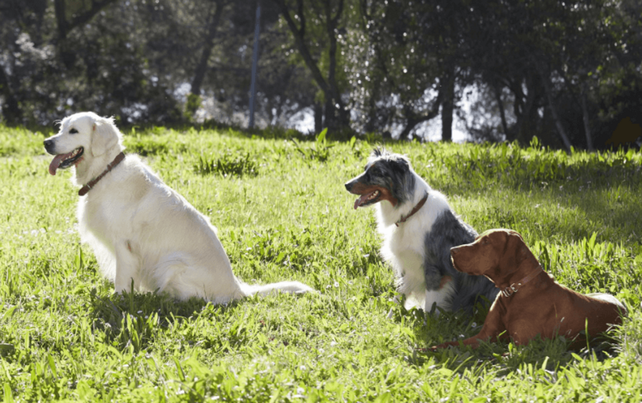 goldi ausztrál juhászkutya vizsla fegyelmezetten ülnek