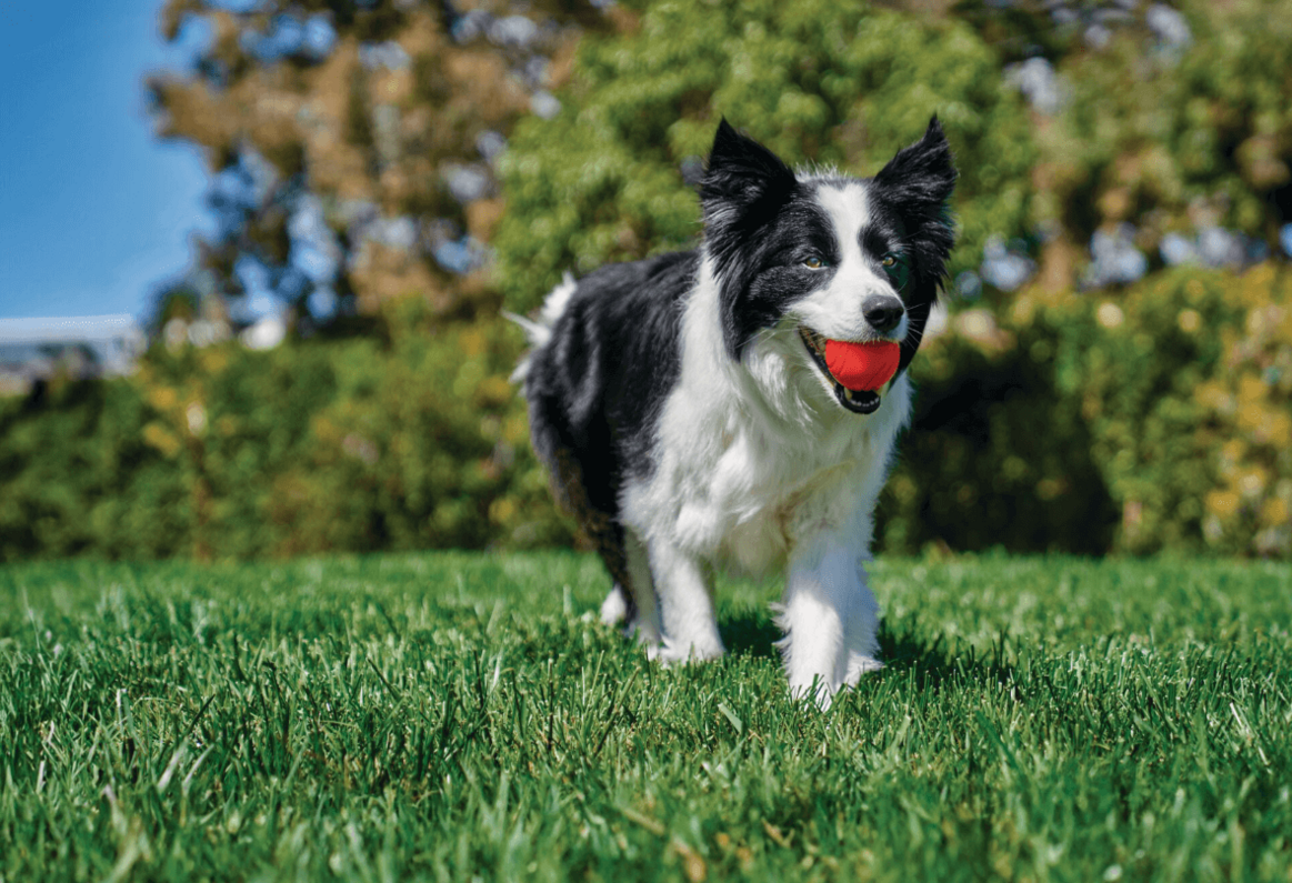 border collie boldogan hozza piros labdáját