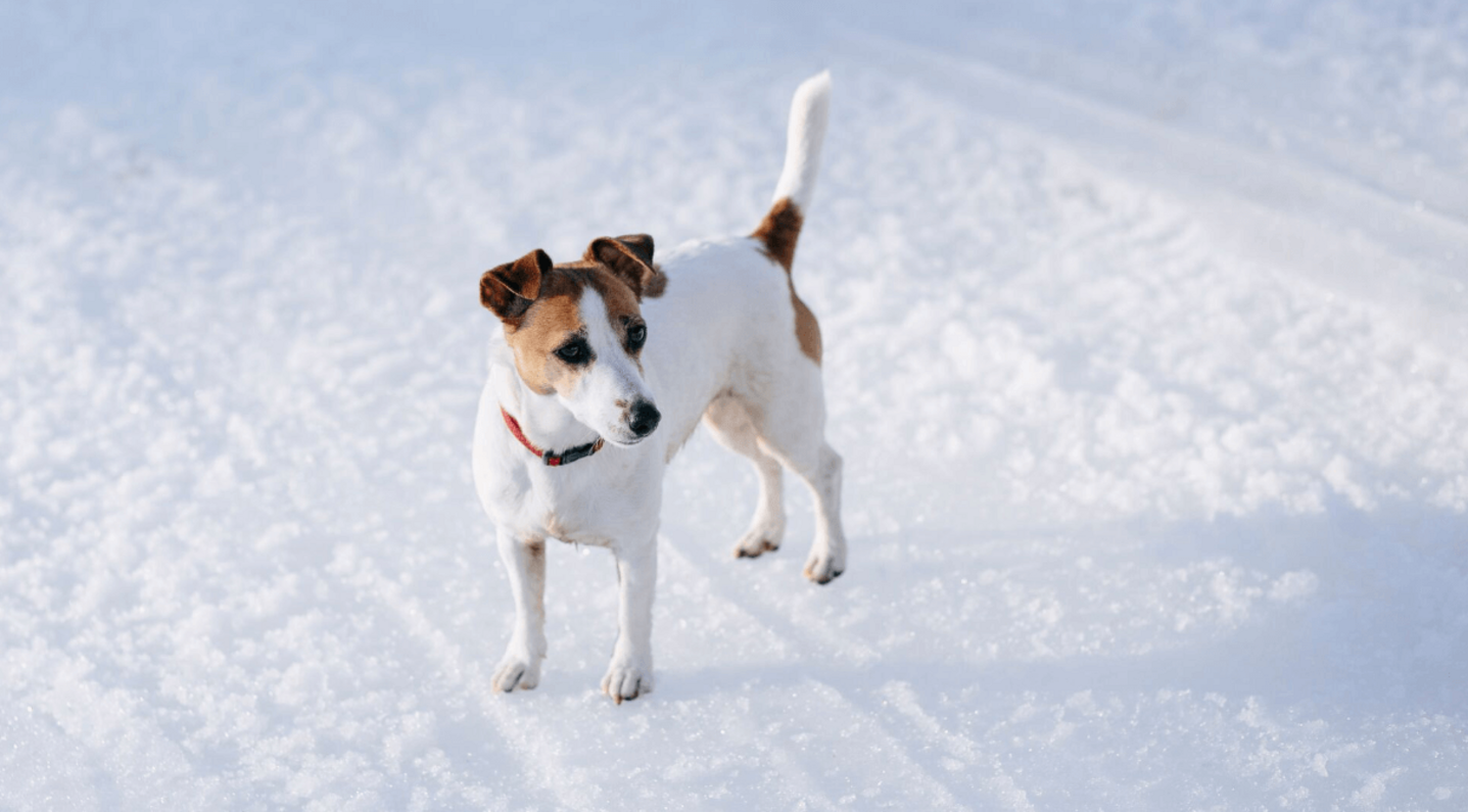 fox terrier áll a hóban