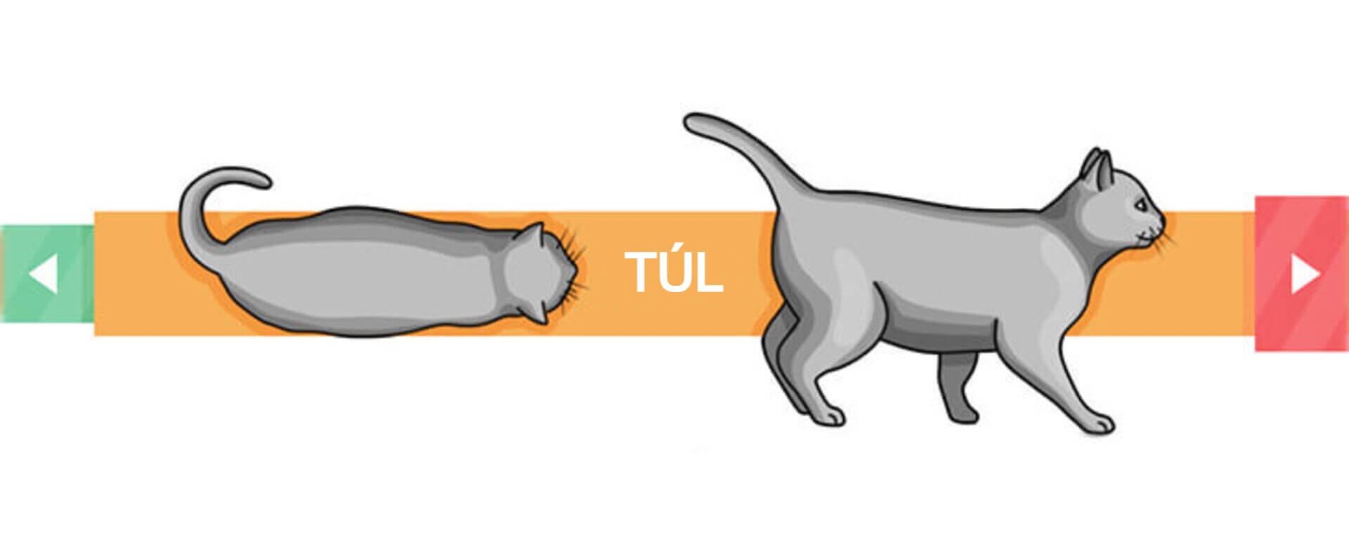 túlsúlyos és jelentősen túlsúlyos cica ábra