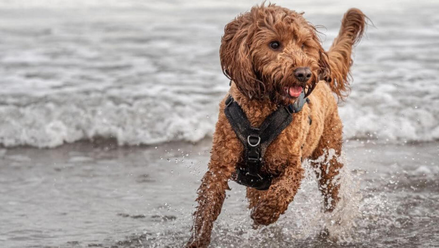 barna cockapoo fekete hámmal vízparton