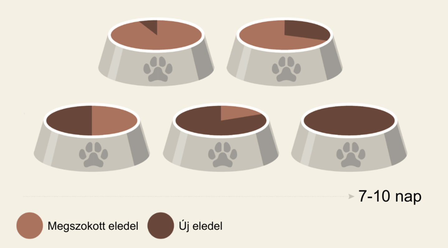 kutya tápváltás infografika