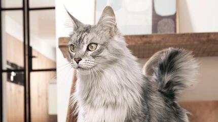 szürke maine coon cica Purina ONE