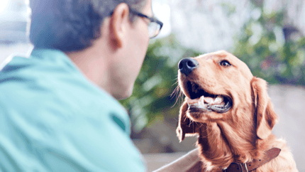 golden retrievert gazdája simogatja