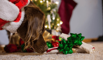 ír szetter karácsonyfa előtt megszagolja ajándékát