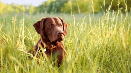 labrador ül a nagy fűben