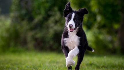 rövidszőrű border collie kölyök fut kertben