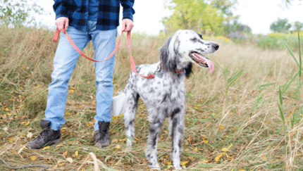 pointer gazdájával a természetben hero