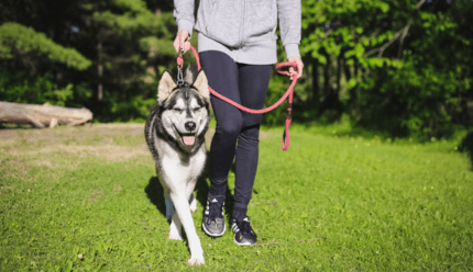 huskyt rövid pórázon sétáltatnak