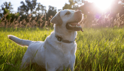 labrador liheg a nagy fűben napsütésben