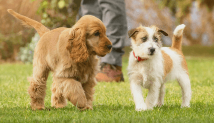 spániel és foxterrier kölyök egymás mellett