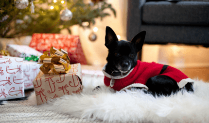 fekete kistestű kutya mikulás ruhában karácsonykor