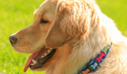 golden retriever színes nyakörvvel nyáron