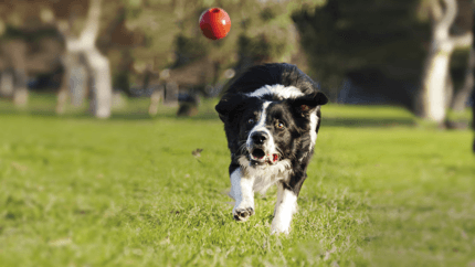 Border Collie fut a labda után