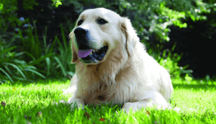 idős golden retriever a fűben pihen