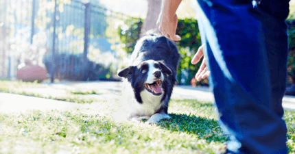 border collie játékra hívja gazdáját kertben