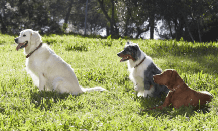 golden retriever ausztrál juhászkutya vizsla együtt