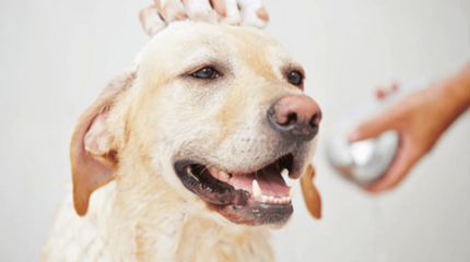 labrador fejét gazdája samponnal mosdatja