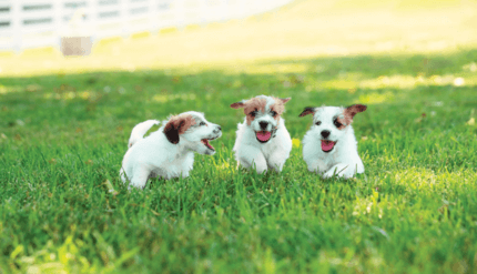 kölyök foxterrier kutyusok futnak a pázsiton