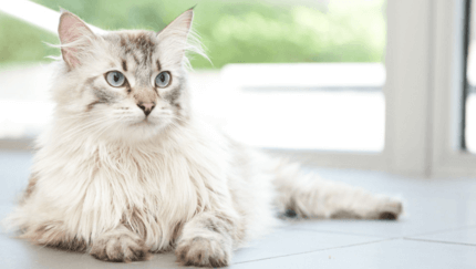 ápolt maine coon hűsöl a lakásban