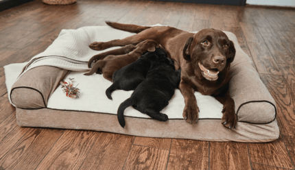 labrador kölykeivel kényelmes fekhelyen