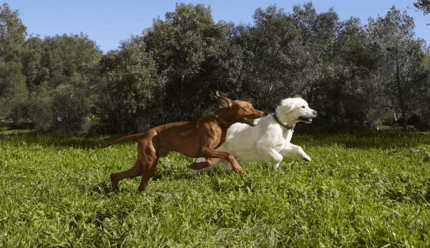 vizsla golden retriever egymás mellett futnak