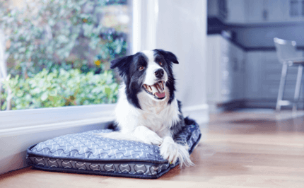 fekete-fehér border collie fekhelyén pihen
