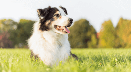 idős border collie boldogan liheg fűben