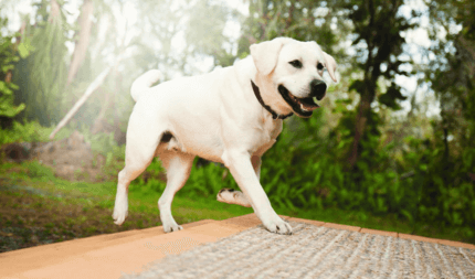 zsemleszínű labrador retriever a természetben