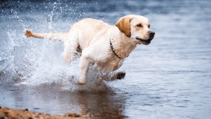 zsemleszínű labrador fut a vízben