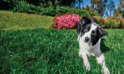 border collie fűben fekszik figyelmesen néz