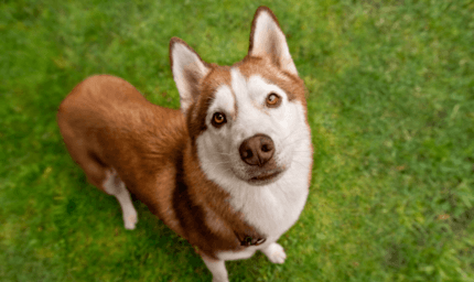 boldog husky felfele néz nyáron