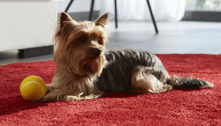 yorkshire terrier piros szőnyegen fekszik lakásban