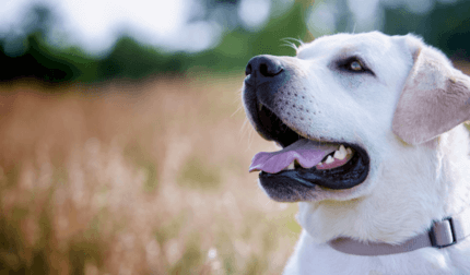 fiatal egészséges tiszta labrador boldogan liheg