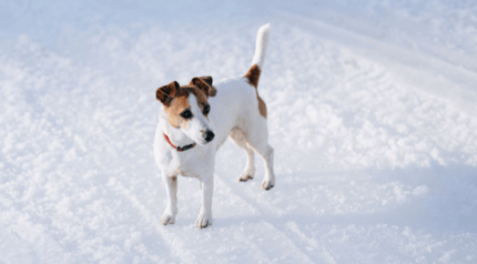 fox terrier áll a hóban